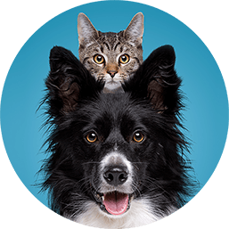 hond en kat